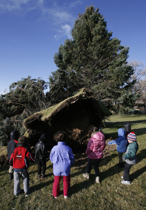 Francisco Kjolseth  |  The Salt Lake Tribune
Kindergartners from the Jewish Community Center take a quick field trip to the front of the center on Thursday to check out the large pine that was knocked over by strong winds.